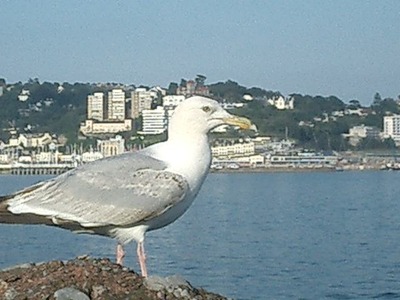 Torquay 2