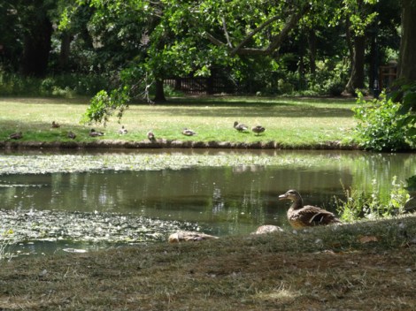 Herschel Park - Slough, Berkshire