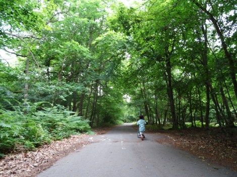 Burnham Beeches, Slough, Berkshire