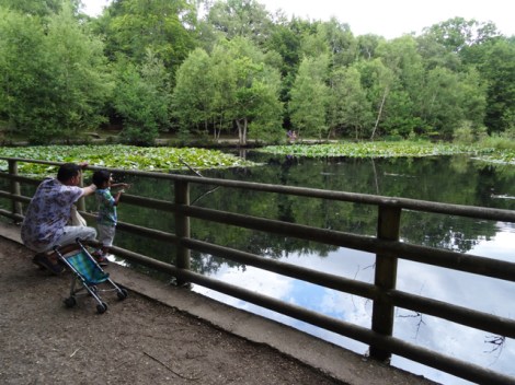 Burnham Beeches, Slough, Berkshire