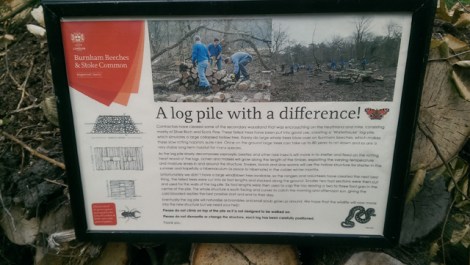 Burnham Beeches, Slough, Berkshire
