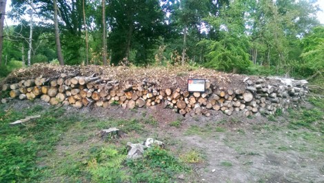 Burnham Beeches, Slough, Berkshire