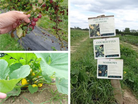 Copas Farm - Iver : Slough it's not so bad