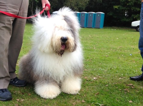 Slough Canal Festival 2015-11