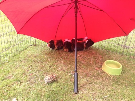 Slough Canal Festival 2015-2