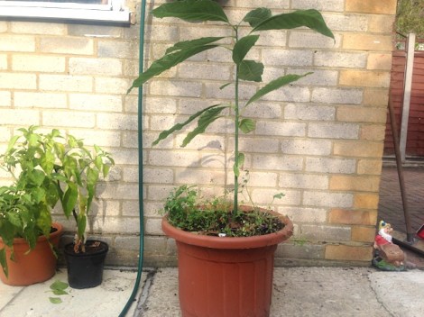 How to make a fairy garden