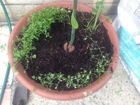 How to make a fairy garden