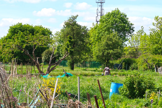 slough_allotments_gardening_outdoors_berkshire-2