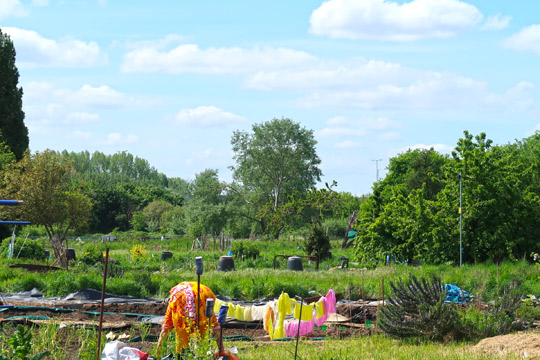 slough_allotments_gardening_outdoors_berkshire