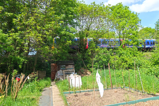 slough_allotments_gardening_outdoors_berkshire_windsor_gwr_train