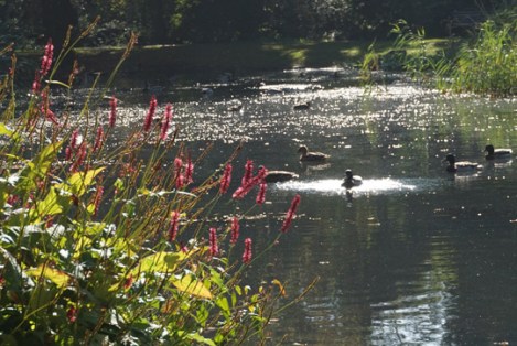 herschel-park-slough-1