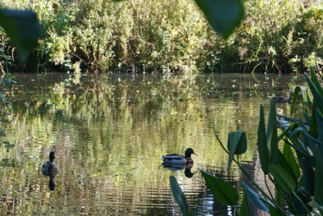 herschel-park-slough-12