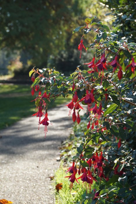 herschel-park-slough-4