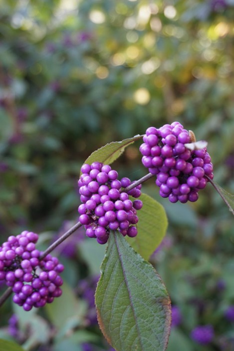 herschel-park-slough-5