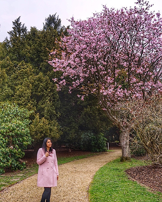 Where and when to see Magnolia, Cherry Blossom, Wisteria, Bluebells and Poppies around Slough