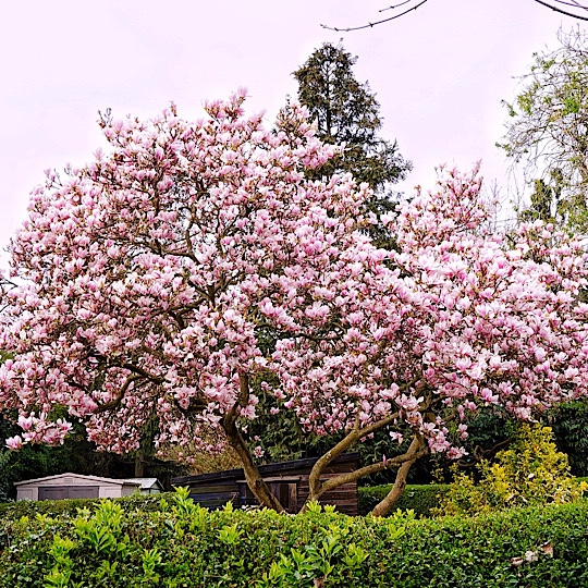 Where and when to see Magnolia, Cherry Blossom, Wisteria, Bluebells and Poppies around Slough