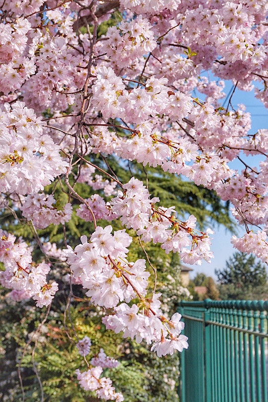 Where and when to see Magnolia, Cherry Blossom, Wisteria, Bluebells and Poppies around Slough