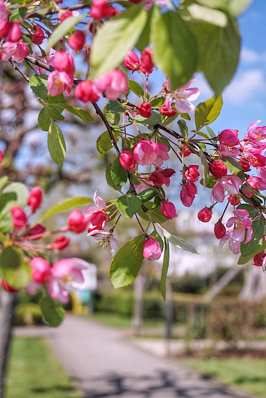 Where and when to see Magnolia, Cherry Blossom, Wisteria, Bluebells and Poppies around Slough
