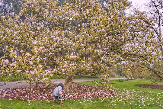 Where and when to see Magnolia, Cherry Blossom, Wisteria, Bluebells and Poppies around Slough
