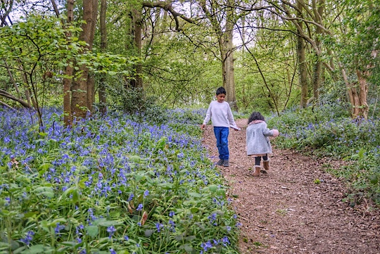 Where and when to see Magnolia, Cherry Blossom, Wisteria, Bluebells and Poppies around Slough
