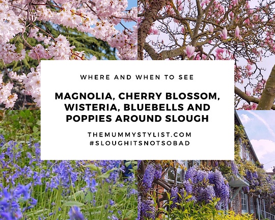 Where and when to see Magnolia, Cherry Blossom, Wisteria, Bluebells and Poppies around Slough