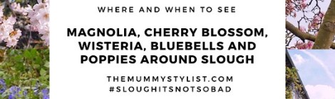 Where and when to see Magnolia, Cherry Blossom, Wisteria, Bluebells and Poppies around Slough