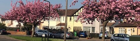 Cherry Blossom Tree Slough, Berkshire