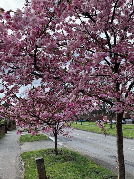 Cherry Blossom Tree Slough, Berkshire