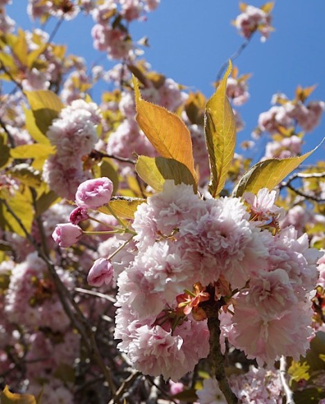 Pink Blossom, Lascelles Park, Slough, Berkshire