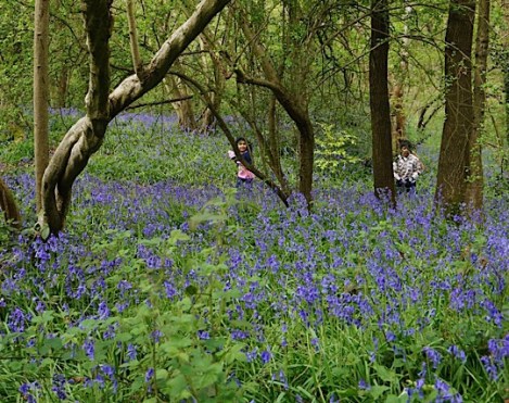 Cocksherd Bluebell Woods, Slough, Berkshire
