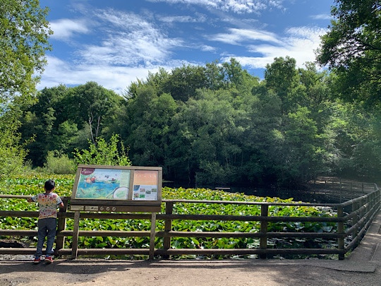 burnham-beeches-sensory-trail-slough