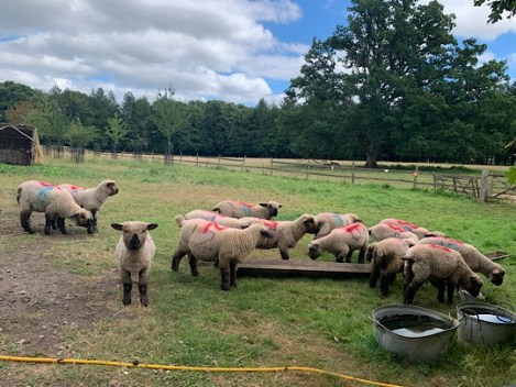 Chiltern Open Air Museum COAM