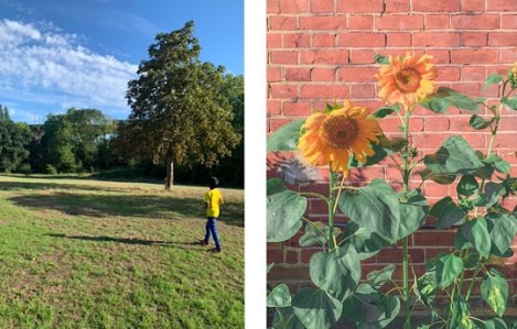 Hanwell GWR Train Viaduct - sunflowers