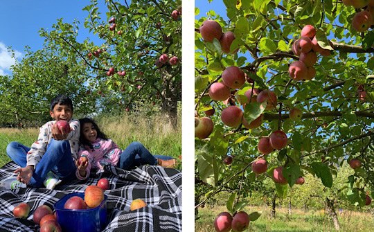 Apple Picking, Home Cottage Farm, Iver, Bucks