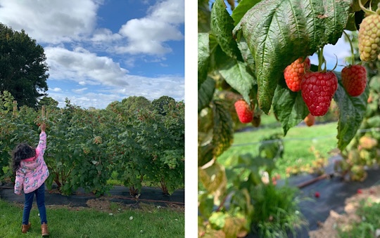 Raspberry Picking, Home Cottage Farm, Iver