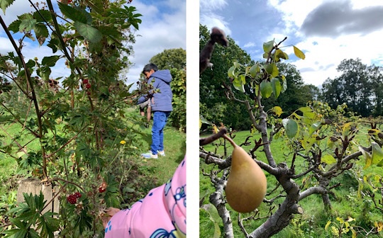 Pear Raspberry Picking, Home Cottage Farm, Iver