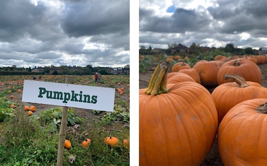 Garsons PYO Pumpkin Picking Farm