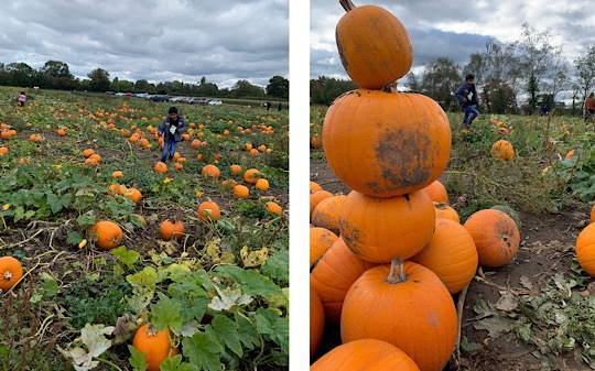Garsons PYO Pumpkin Picking Farm