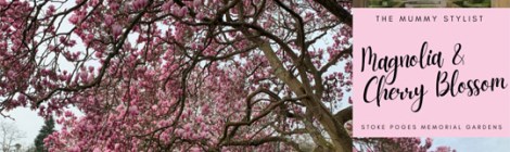Magnolia-Cherry-Blossom-Stoke-Poges-Memorial-Gardens