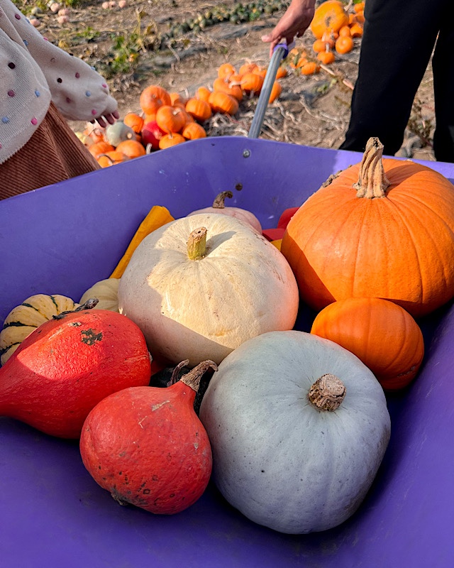 Pumpkin Picking at Crockford Bridge Farm | Surrey | The Mummy Stylist